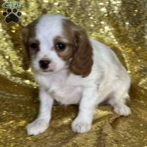 Dulcie, Cavapoo Puppy